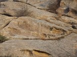 Can you see it:  A leopard spotted in the Sujan Jawai Leopard Camp, Rajasthan, India managed to nearly completely disappear into its surroundings