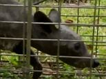 'We've never seen anything like it before': The couple has kept the animal around in order to show it around in hopes someone can ID it