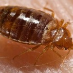 WTH! Our Kids Are Smoking Bed Bugs To Get High?