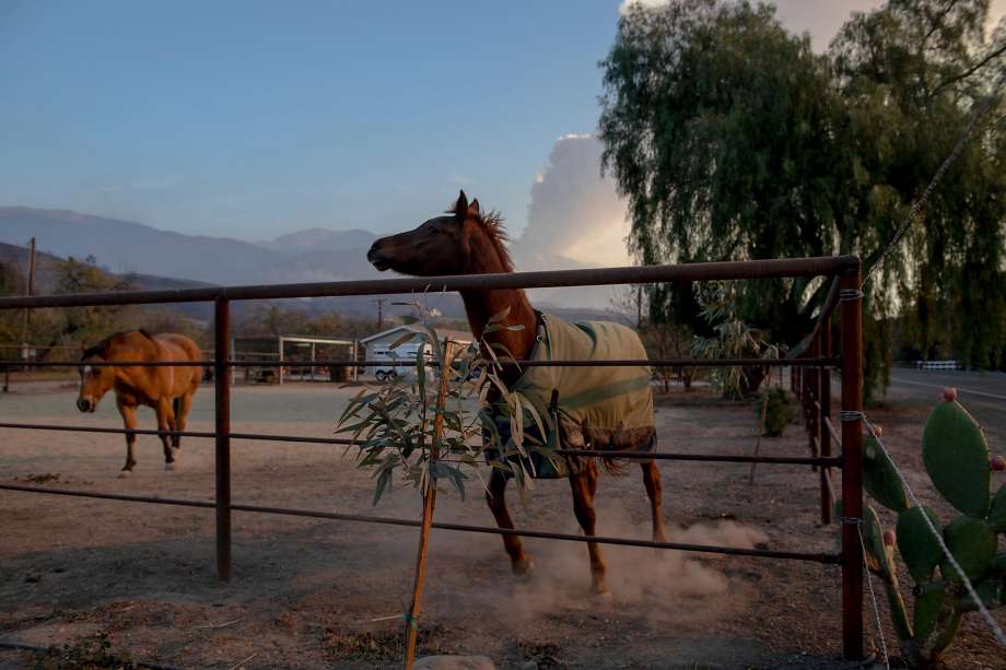 Terrified horses gallop from San Luis Rey Downs as the Lilac Fire sweeps through the horse-training facility, Thursday, Dec. 7, 2017 in San Diego. (Paul Sisson/The San Diego Union-Tribune via AP) Photo: Paul Sisson, AP /  2017 San Diego Union-Tribune, LLC