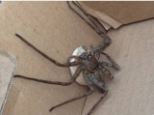 This is the giant venomous spider that a charity worker accidentally brought to the UK from Cameroon