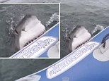 Terrifying: A great white shark was captured on film attacking a film crew as they stood powerless on a small rubber boat in the middle of the sea