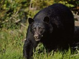 Attack: The Florida woman was set upon by five bears (this image is stock) as she went to check on her trash