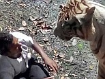 Lethal jump: The man, named locally as Maqsood, 22, faces the white tiger in its enclosure at National Zoological Park in New Delhi