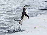 An adult chinstrap penguin jumps out of the sea at Port Lockroy, Antarctica