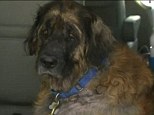 Lucky dog: Sid the 5-year-old Leonberger was rescued by his owner from an animal clinic in Texas where he spent six months locked up in a cage and used for blood transfusions