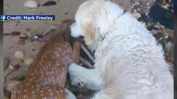 Mark Freeley's dog Storm nudges a fawn he pulled to shore from New York's Long Island Sound on July 16, 2017. 