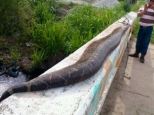 The huge 25ft snake killed by Mexican villagers who feared the creature was so big it could have swallowed a child