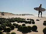 Mysterious 'alien balls' that washed up on a Sydney beach this week are thought to be a rare living algae