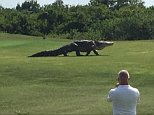 nfrom Chris Murphy 01634 686 515nTalk about an awkward handicap - this monster of an alligator was seen taking a casual stroll across a golf course.nStunned players cold only stand and stare, and hope it didn't change direction.nPlayer Charles Helms took some video of the beast that looked like it should be on the set of a Jurassic Park movie.nMr Helms said he posted a video on his Facebook page, after spotting the enormous gator roaming a golf course in Palmetto, Florida.nThe biggest alligator ever recorded in Florida was 14 feet long, weighing 780 pounds, and some estimates put this one at 25ft.nSee the video herenhttp://news3lv.com/news/local/giant-alligator-roams-golf-course-in-floridannendsnn