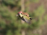 The Woodpecker and The WeaselEast London resident Martin Le-May captured this incredible photo of a baby weasel on the back of a green woodpecker in Esssex, England, on Monday.Martin Le-May, a hobby photographer, was taking a walk with his wife through the Hornchurch Country Park in east London in the hopes of her seeing a green woodpecker for the first time.