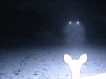 Deer in the headlights: A trail camera set up by a Mississippi couple in the woods of Jackson County captured a pair of hovering lights trained on a deer