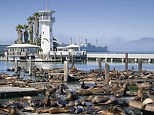 The decks of San Francisco's Pier 39, seen here in 2012, were once home to hundreds of sea lions