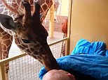 Special bond: The giraffe approached the man's hospital bed, and appeared to give the 54-year-old a kiss goodbye