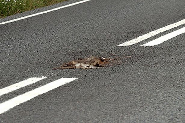 Badger road kill (Pic:Solent)