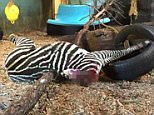 Pic shows: The beheaded zebra that Zoo visitor posted online.\n\nShocking images of a beheaded zebra being fed to a tiger by zoo keepers in southern Norway have provoked fury among animal lovers.\n\nOfficials at Kristiansand Zoo have admitted that the healthy zebra was killed simply because they had too many of them.\n\nThe row started when one mum posted a snap of the butchered zebra on Facebook with the caption: Should take a look at the tigers today. What met me was a little macabre.\n\nAngry parents taking young children to see their favourite animals on the day condemned the spectacle as traumatic.\n\nThe blood-stained carcass had been left in the part of the tiger enclosure that can be viewed by the public.\n\nOne protestor online said: A little too macabre for me. Animals eat animals, but I didn't think I'd see that at the zoo.\n\nAnother said: Horrid. Traumatic for young children.\n\nLeading child psychologist Mange Raundalen later condemned the display