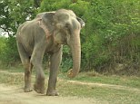 Raju the elephant was said to cry tears of joy as he was released from spiked shackles in the Uttar Pradesh area of India after fifty years of torture