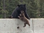 Phew: Just in time, the mother bear, pulls her little one over the cement boundary and hauling it to safety